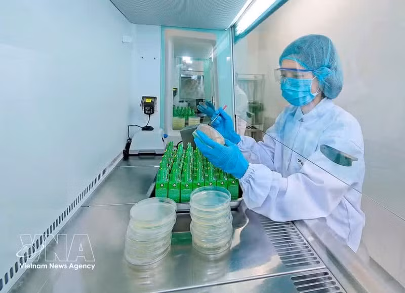 雀巢位于兴安省的莲花工厂将数字技术应用于绿色生产。（图片来源：越通社）