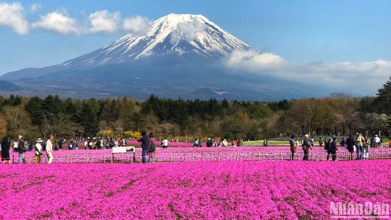 日本仍是最受越南游客青睐的出境游目的地之一。