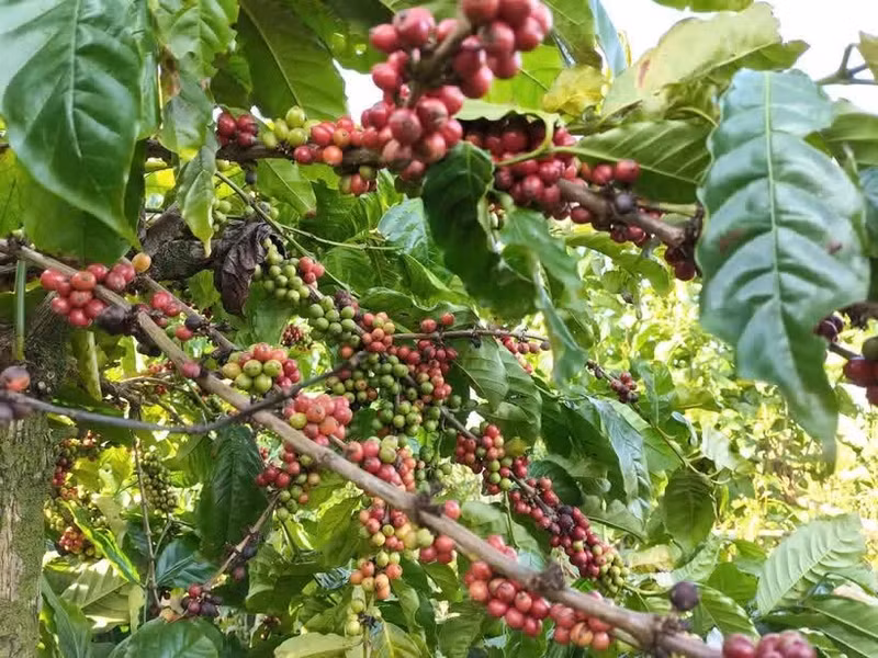 林同省目前拥有12万公顷获得可持续生产认证的咖啡种植面积。