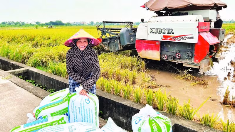 红河平原地区的稻谷产量为保障国内粮食安全作出了贡献。