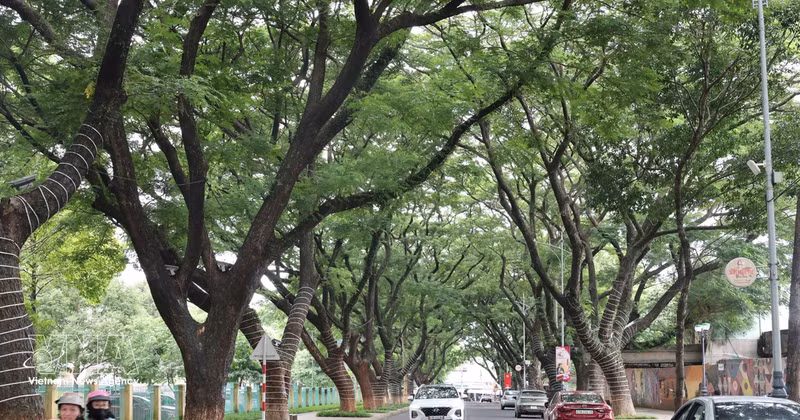 邦美蜀古树成荫的街道。