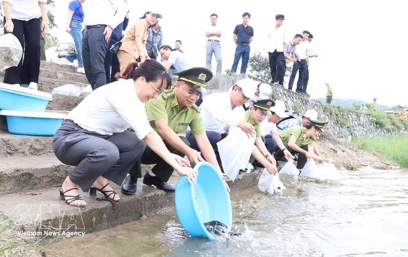 在海防市昆山—劫泊世界遗产区的昆山湖边，代表们在集会结束后放鱼，丰富水资源。（图片来源：越通社）