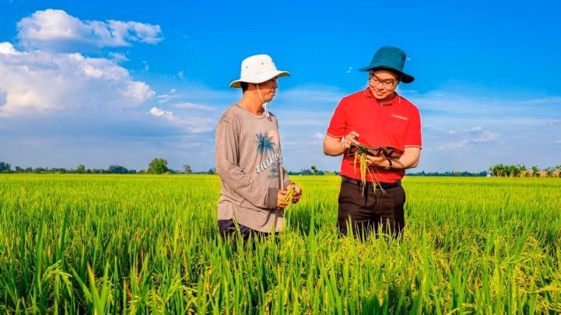 越南农业与农村发展银行（Agribank）正加大对九龙江平原地区高质量、低排放稻米生产、加工和销售链的信贷支持。（香英 摄）