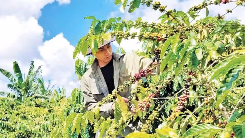 咖啡种植给林同省农户带来高收入。