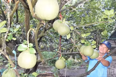 同塔省美丰坊美富街区的柚子种植户黄文孝。