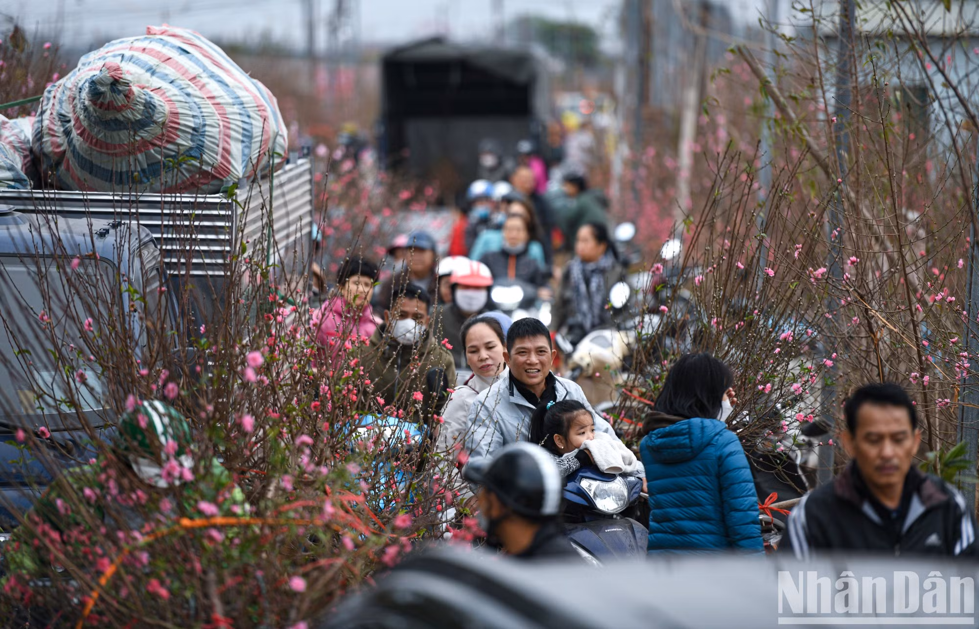 通往日新桃花村的道路虽然拥堵，但在春节的气氛中观看周围的桃树，也让人心情愉快。