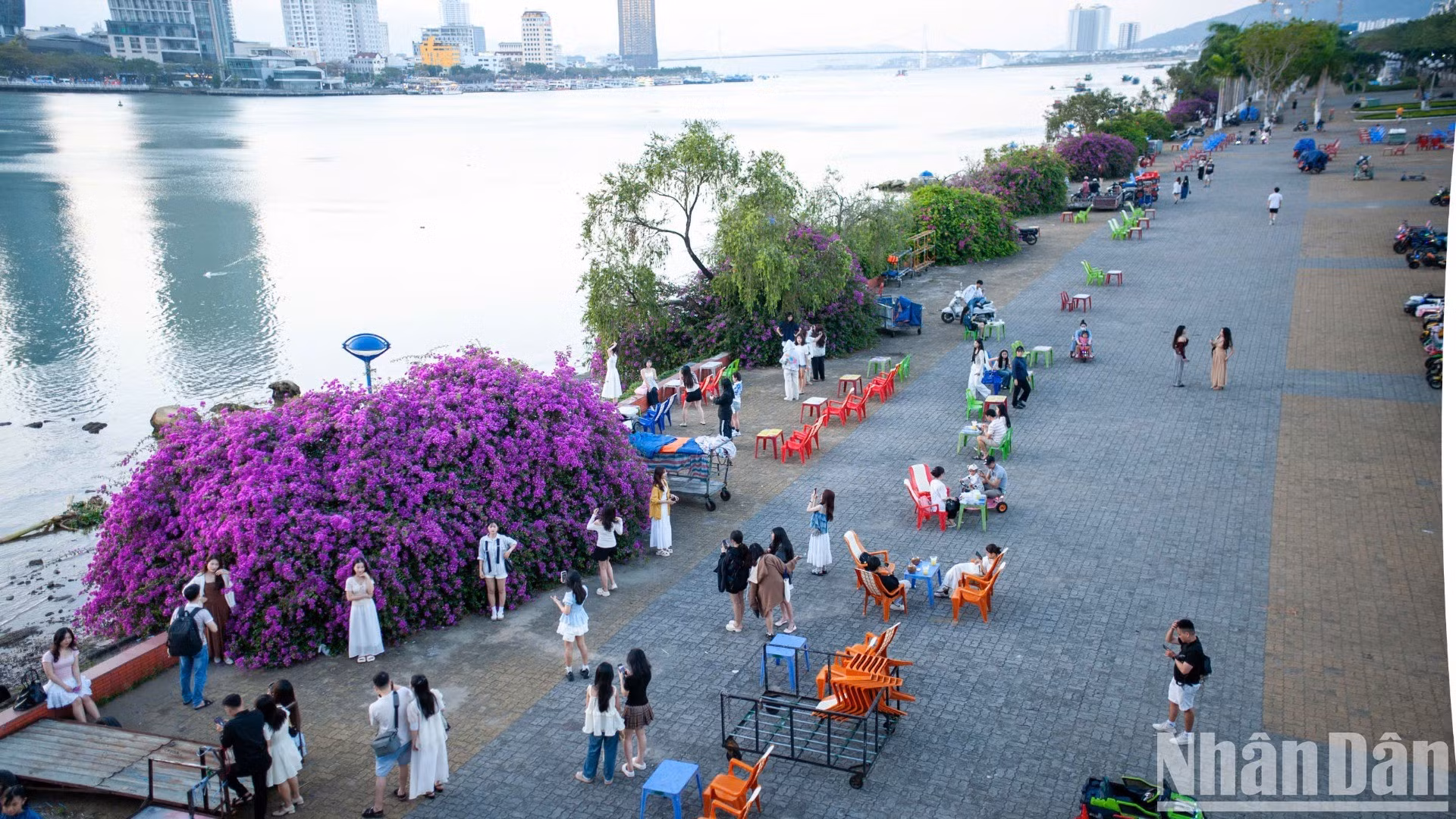 岘港韩江充满诗情画意的3月份叶子花盛开季节【组图】