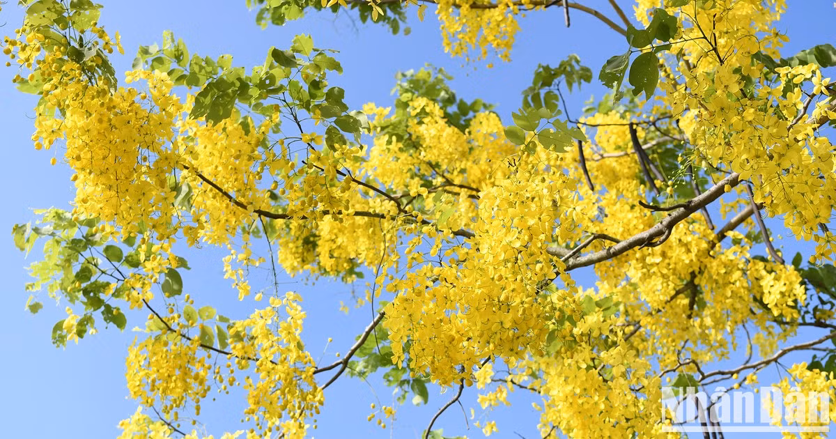 河内西湖金链花迎风绽放 璀璨夺目【组图】