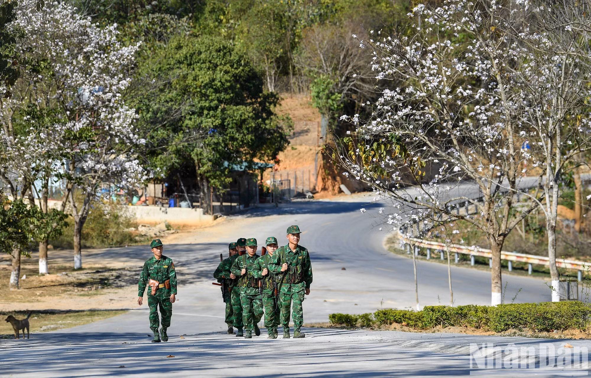 西庄国际边境口岸边防站前的道路两旁盛开着白色的紫荆花。 西庄国际边境口岸边防站前的道路两旁盛开着白色的紫荆花。