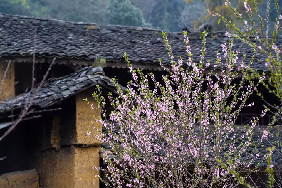 河江省同文县龙鼓乡倮倮村桃花盛开，在铺着阴阳瓦的屋檐下点缀出别样风情。