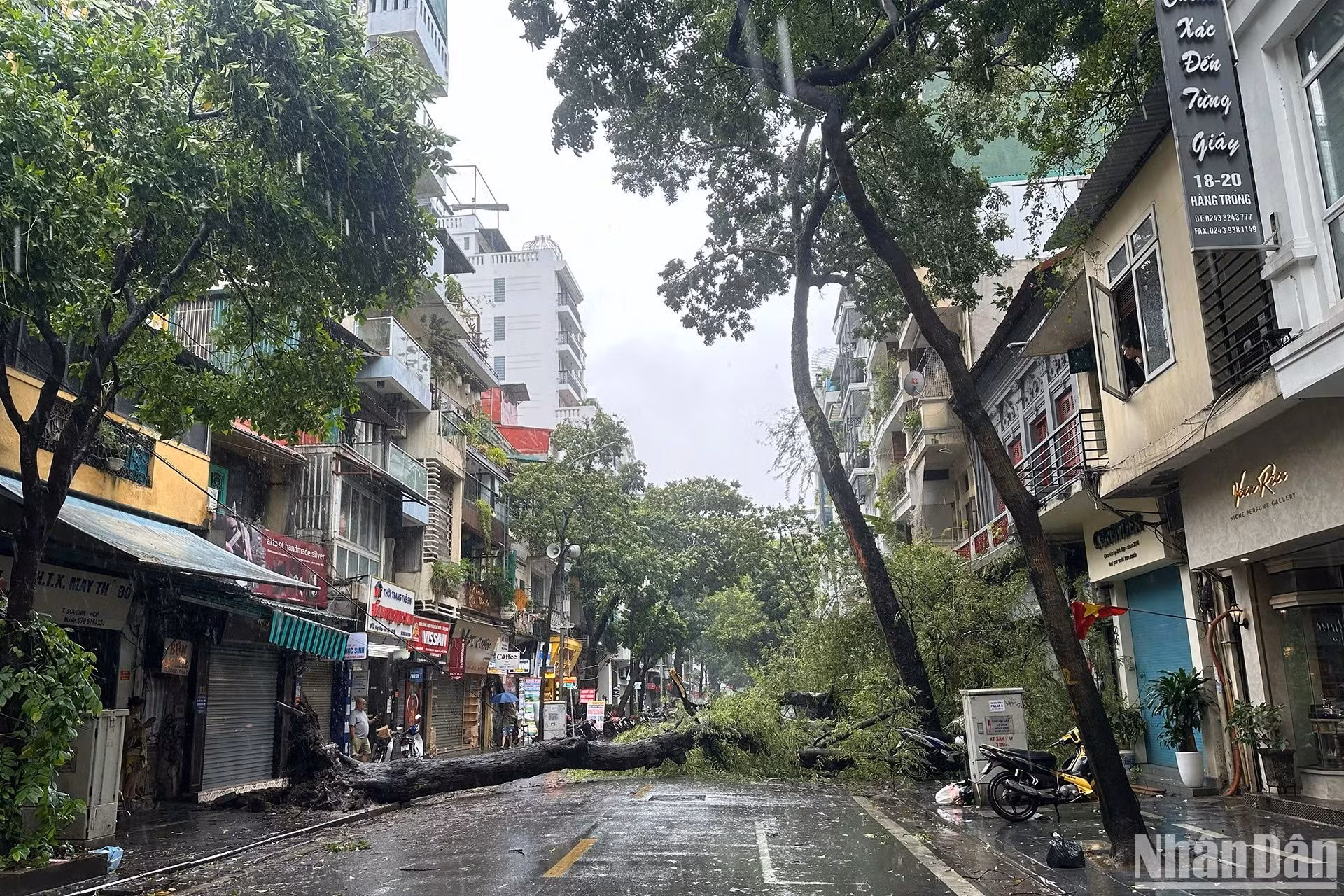 河内市鼓行街上的绿树被吹倒。