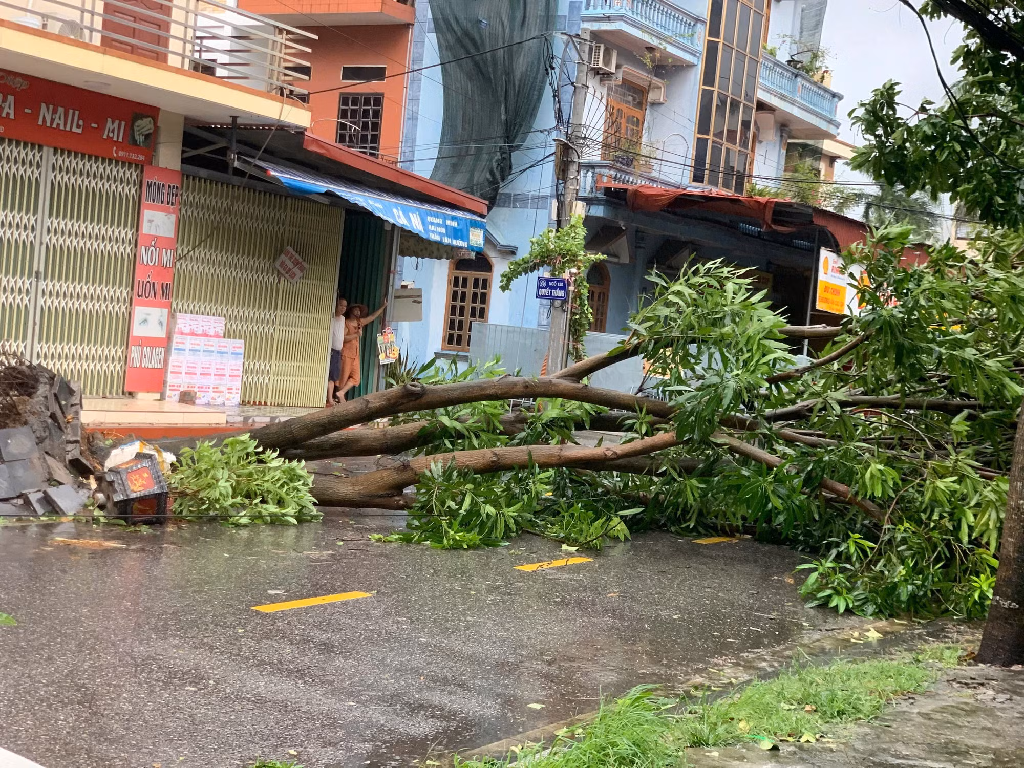 海阳市许多绿树被台风大风吹倒。