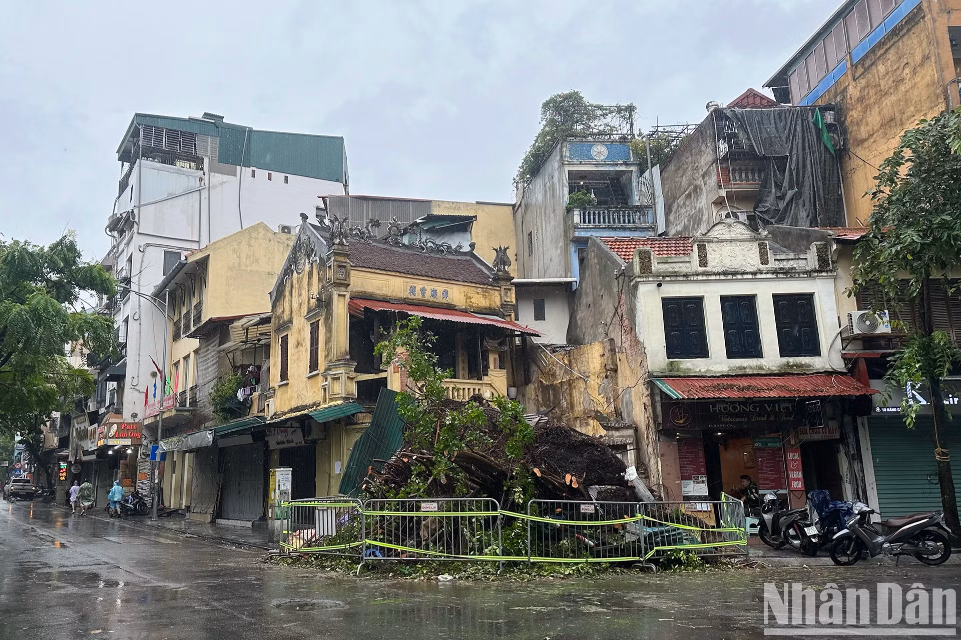 河内一棵大树倒下的地区被职能力量封锁以确保安全。