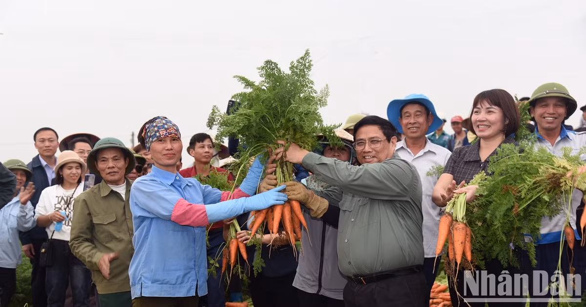 范明正总理同海阳省农民一起收获葫芦卜。