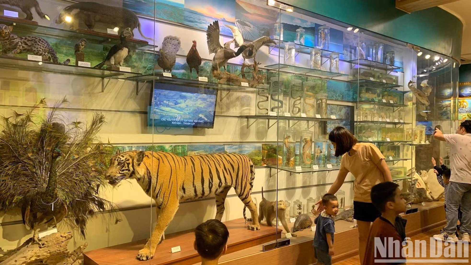孩子们对老虎、豹子、猴子和鸟类模型非常感兴趣。 孩子们对老虎、豹子、猴子和鸟类模型非常感兴趣。