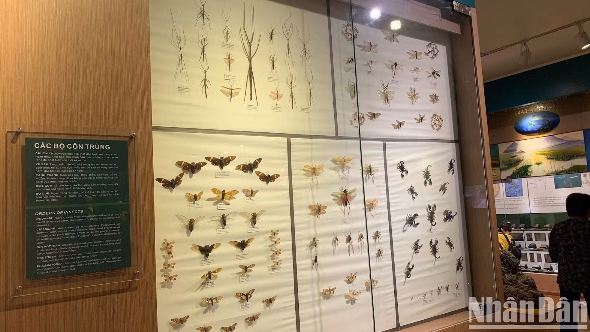 昆虫展区。 昆虫展区。