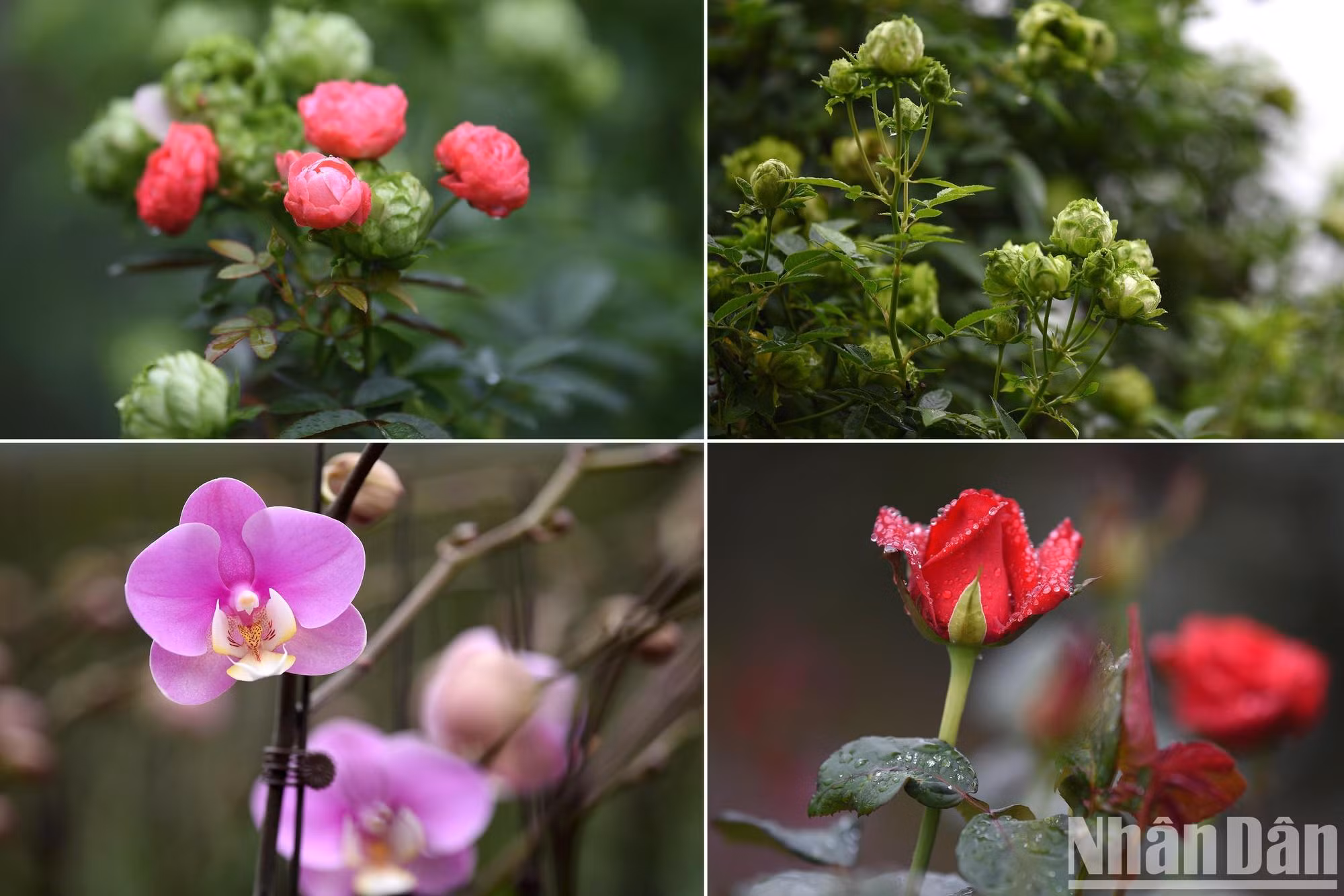 2022年迷灵花卉节上的五颜六色鲜花。