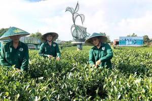 太原省好达茶叶合作社将数字化技术应用于部分生产环节，以提高生产效率。（原福 摄）
