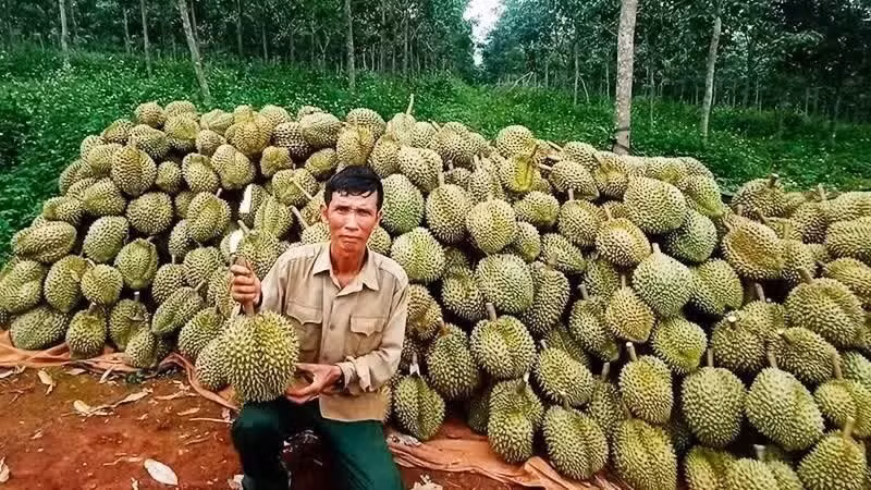 收获用于出口的榴莲。