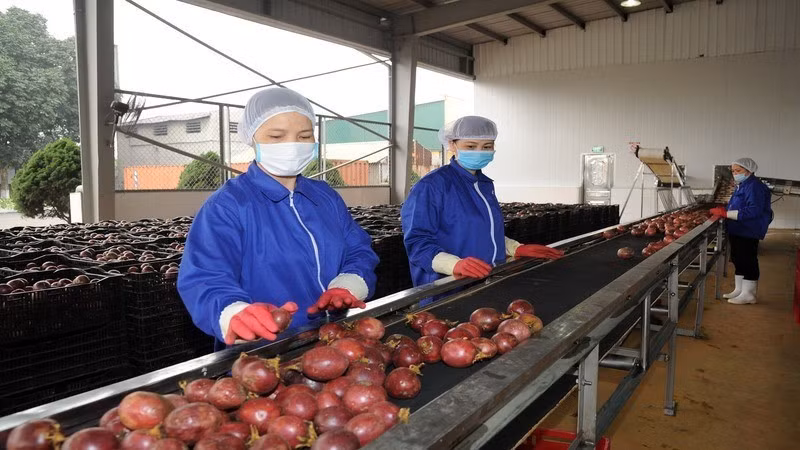 越南目前对百香果进行深加工，以向美国和欧盟出口。（垂英 摄）