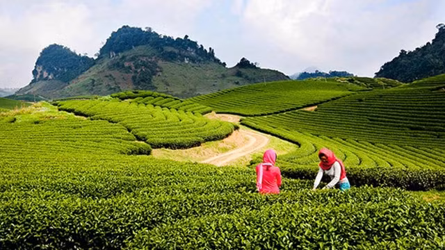 木州茶田。