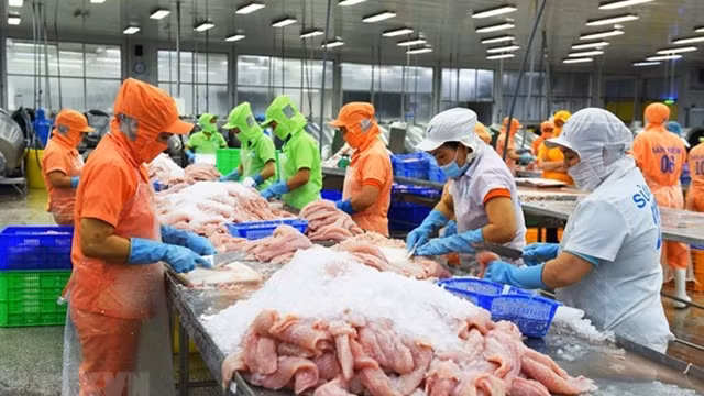 出口查鱼的加工活动。（图片来源：越通社）