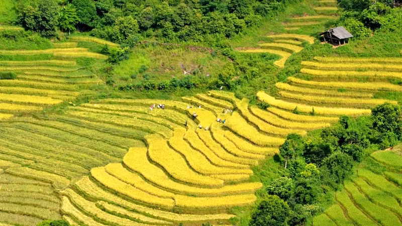 梯田层层叠叠、如链似带从山脚盘绕着直至山顶。