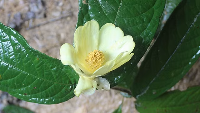 武光山茶。