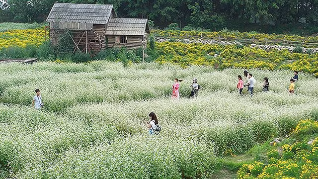 河内市荞麦花园吸引许多年轻人前来赏花。