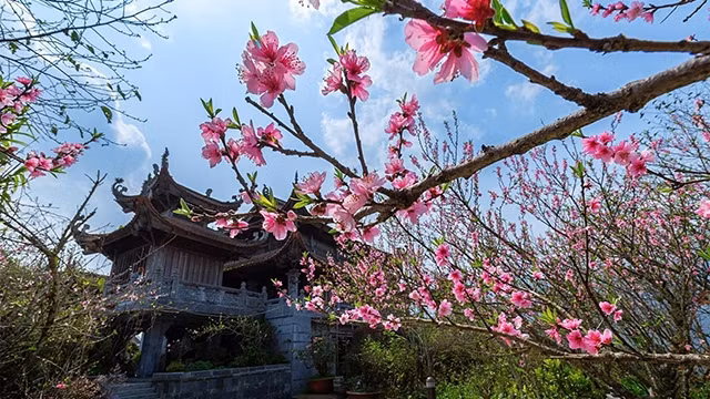 观赏花在雾中绽放。