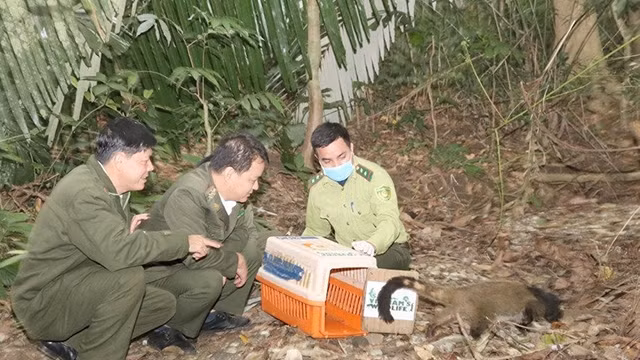 菊芳国家公园将30只花面狸放归大自然。（图片来源：自然资源环境报）