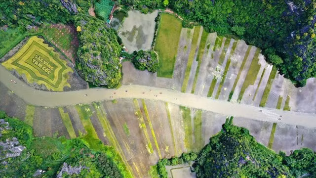 高处俯瞰，稻田犹如一条柔软的绸带。（图片来源：《越南画报》）