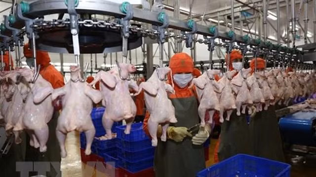 鸡肉加工线。（图片来源：越通社）