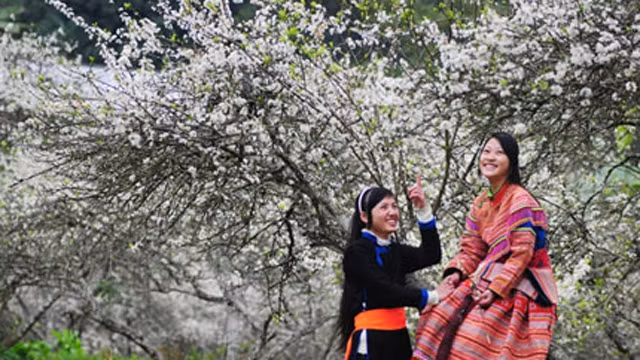 北河县李子花。