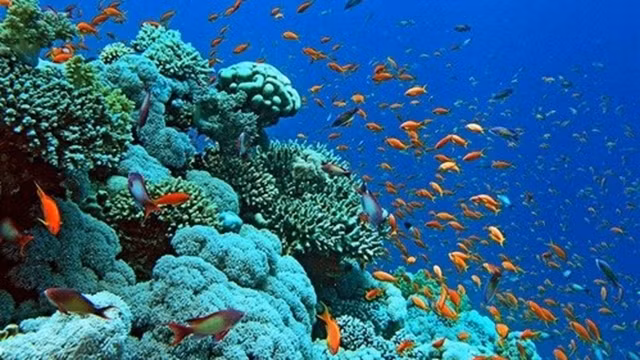 下龙湾海上珊瑚礁生态系统。