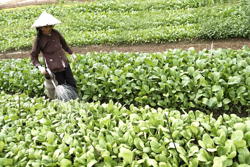 林涛县安全蔬菜专耕模式。 (Photo: 图片来源：富寿报网)