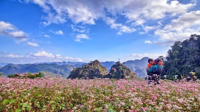 荞麦花。