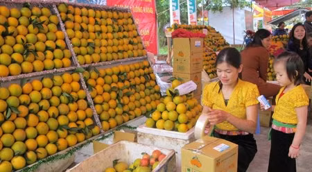 高峰橙子节的一角。（图片来源：越通社）