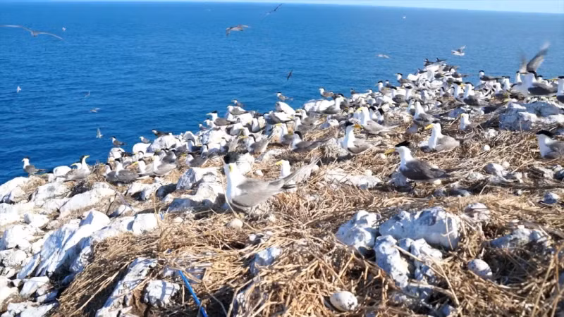 蛋岛鸟类栖息地成为多种珍稀鸟类聚集和繁殖的地方。（图片来源：越通社）