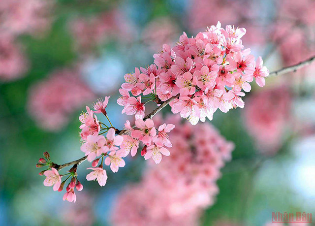 大叻充满春天色彩(组图) ảnh 5 大叻充满春天色彩(组图) ảnh 5