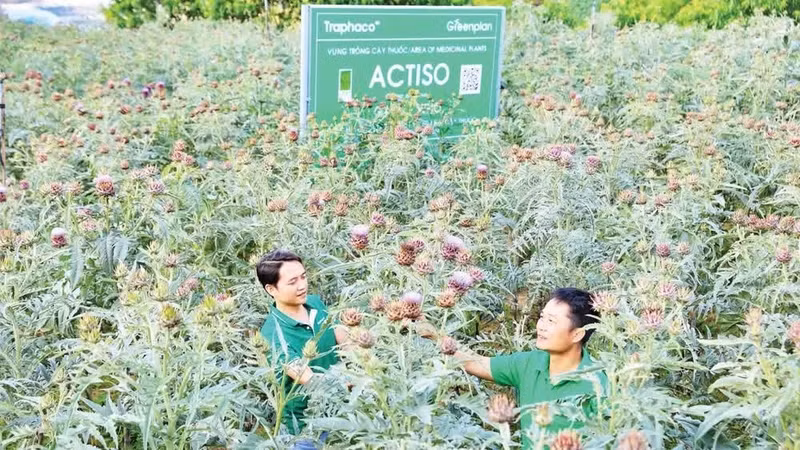 Traphaco沙巴公司的朝鲜蓟种植区符合 GACP-WHO 标准。（黄进 摄）
