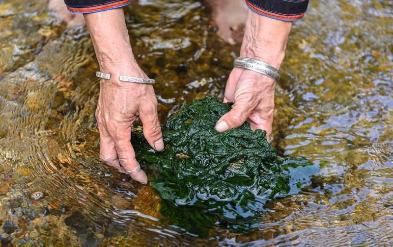 对于当地岱依族同胞而言，溪流不仅提供了生活与灌溉水源，更赋予了他们一份大自然的特殊礼物——石苔。