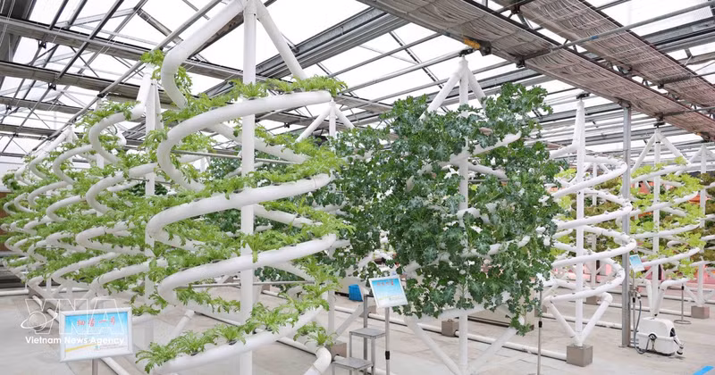 黑龙江省农业科技园智能植物育种模型。（图片来源：越通社）