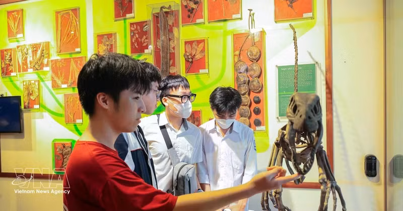 学生们参观越南自然博物馆。