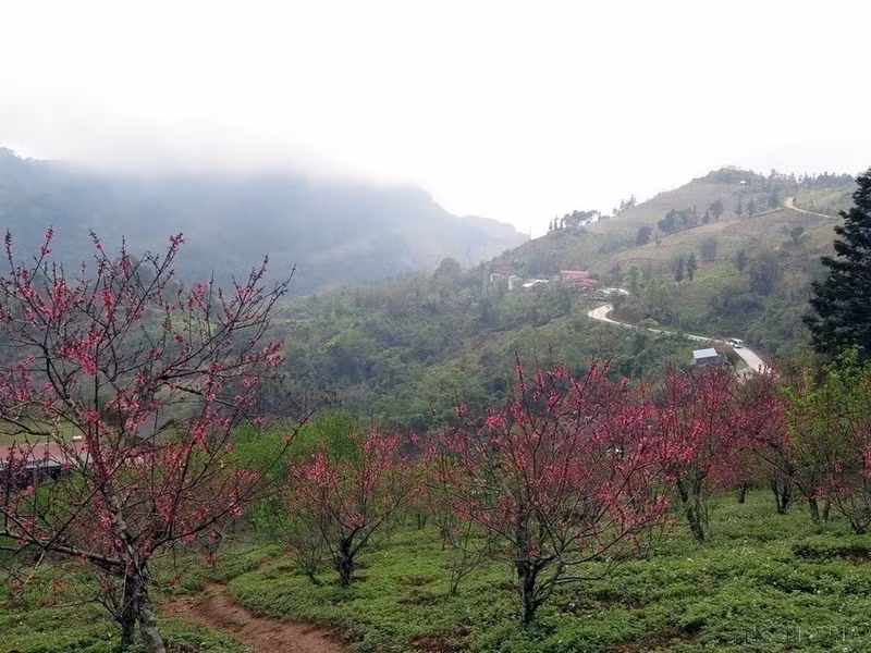 北件省风口山上的古老桃花竞相绽放。