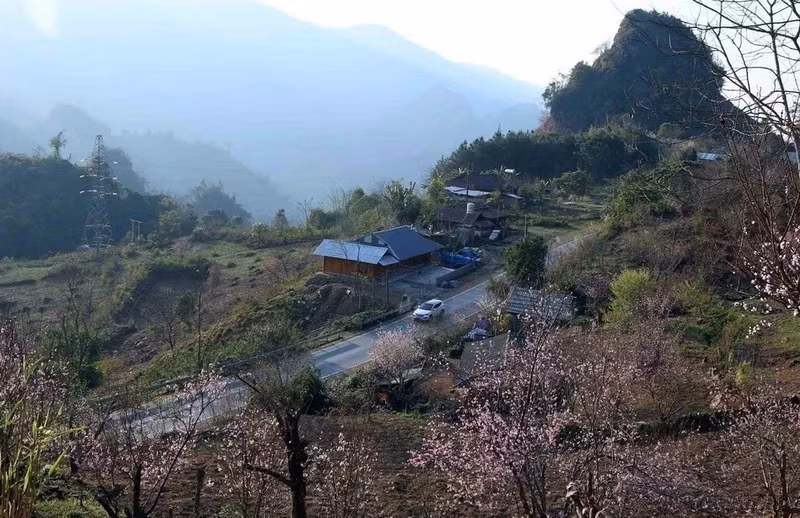 每逢春节来临，西北地区漫山遍野的桃花竞相开放，构成一幅美丽的风景线。