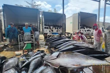 2026年前两个月：越南金枪鱼出口灵活调整以保持增长势头