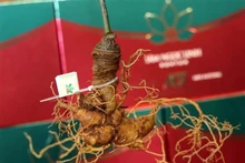 越南逐步打造药用植物产业中心