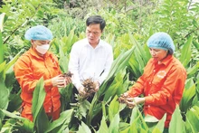 玉山综合农林业合作社的技术人员在收获和加工前检查姜黄质量。