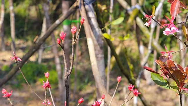 风铃花在巴拿山峰绽放（组图） ảnh 3